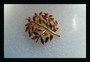 Alfred Philippe TRIFARI Enamel Leaves Pin Golden Burnt Orange Autumn Tree RARE Xmas Christmas Fall Brooch