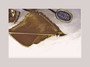Jomaz Joseph Mazer Vintage Rhinestone Seashell Brooch Earrings Set 3D Gold Plated With Original Tag Shell Pin