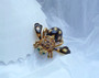 Vintage Joan Rivers Rare Black Jungle Leopard Bee Brooch Enamel & Rhinestones