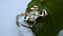 Vintage Celluloid Pearly Body Frog pin Adorable Brooch!