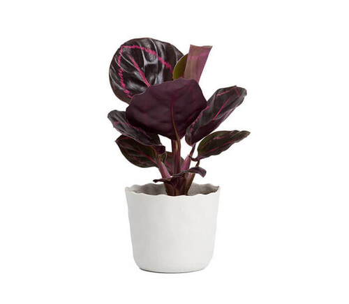 Etiam nec dapibus sem id laoreet metus