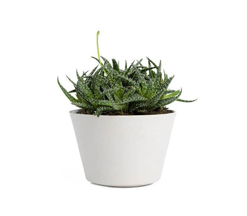 bibendum turpis Etiam gravida iaculis laoreet