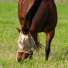 Cashel Economy Fly Mask