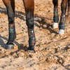 Classic Equine Legacy 2 Full Set Sport Boots