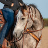 Martin Saddlery Breastcollar, 2.5-inch with Scroll Tooled with Brown Frame