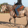 Martin Saddlery Breastcollar, 2.5-inch with Scroll Tooled with Brown Frame