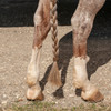 Classic Equine Tail Elastic Braiding Bands 100 Pack
