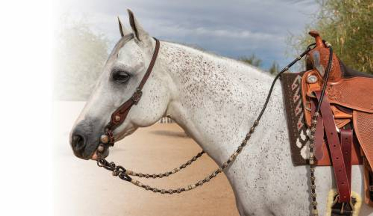 Appaloosa Horses - saddleupcolorado