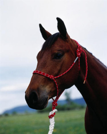 Double Diamond 5/16'' Polypropylene Halter