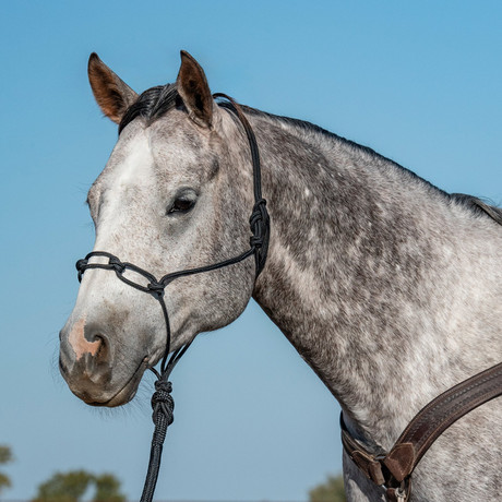 Classic Equine black rope halter with chain link design on horse western training halter