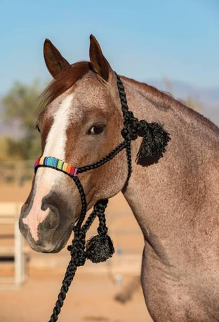 Professional's Choice Beaded Cowboy Braided Rope Halter