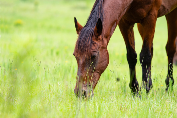 Let's Get Down to Bit'ness: Your Guide to Horse Bits 