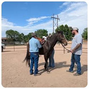 Saddle Fitting Service