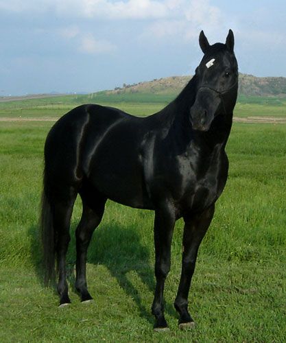 5 Common Horse Coat Colors - saddleupcolorado