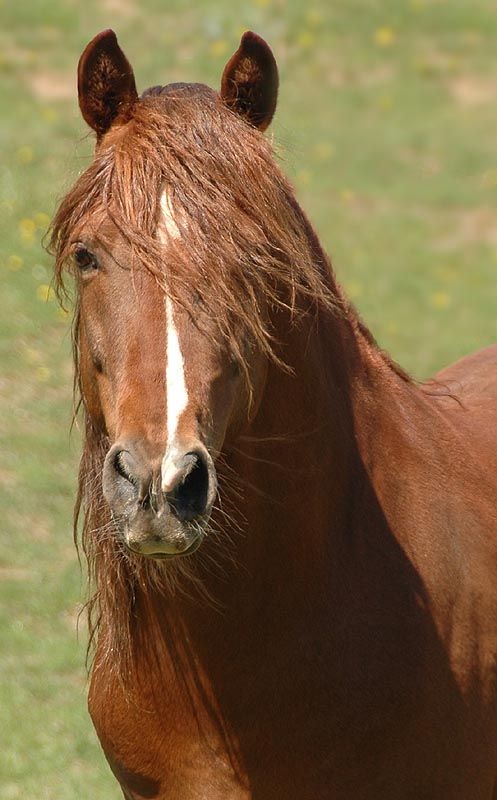 brown horse images