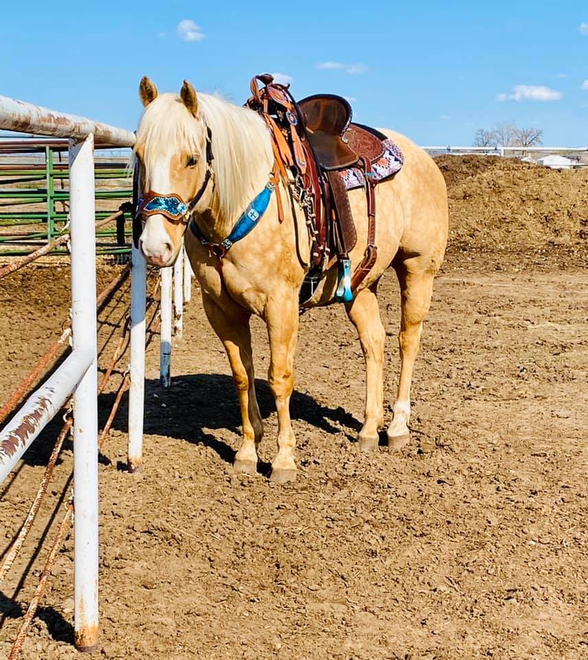 5 Fun Things To Do With Your Horse While You Are Stuck At Home