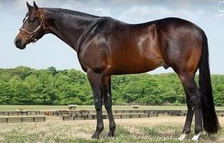 American Quarter Horses - saddleupcolorado