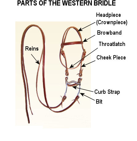 Bridle Series: Parts of the Bridle - saddleupcolorado horse bridle diagram 