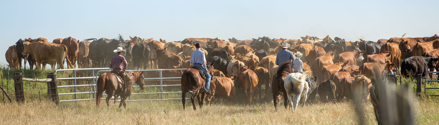 ranch-cutting.jpg