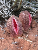 How Your Condoms Are Creating Desert Flowers In The Bedroom