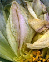 Punany Poison: What Not To Put In Your Precious Petals