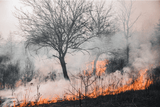 Using Naturalizing Air Purifiers for Wildfire Smoke