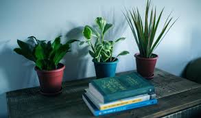 Indoor plants for allergies