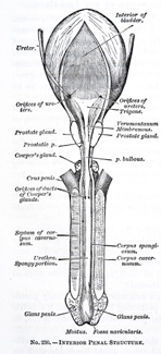 penis anatomy