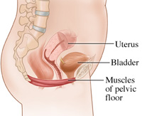 pelvic-floor-muscles-200x163.jpg