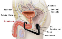 prostate info diagram of body