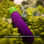 Buy the Eggplant 10-function Silicone Vibrating Dildo Bullet Emoji Vibrator in Purple & Green - Emojibator