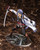 Rean Schwarzer (Kiseki Series) 1/8 Complete Figure Rean Schwarzer (Kiseki Series) 1/8 Complete Figure