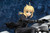 Saber & Saber Motored Cuirassier (Fate/Zero) 1/8 Complete Figure