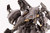 Armored Core Rayleonard 03-Aaliyah Supplice OP Ver. 1/72 Plastic Model
