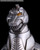MODEROID Super Mechagodzilla (Godzilla vs. Mechagodzilla II) Plastic Model