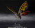 S.H.MonsterArts Mothra adult & Mothra Larval Special Color Ver. S.H.MonsterArts Mothra adult & Mothra Larval Special Color Ver.