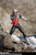S.H.Figuarts (Shinkoccou Seihou) Kamen Masked Rider New 1st Action Figure (Completed)
