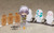 Nendoroid Asato Miyo Action Figure (Completed) Nendoroid Asato Miyo Action Figure (Completed)