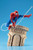 ARTFX Spider-Man Web Slinger 1/6 PVC Figure (Completed) ARTFX Spider-Man Web Slinger 1/6 PVC Figure (Completed)
