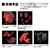 RG 1/144 Sazabi Plastic Model RG 1/144 Sazabi Plastic Model
