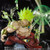 Figuarts Zero Super Saiyan Broly The Burning Battles Complete Figure