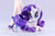 MY LITTLE PONY Bishoujo Rarity 1/7 PVC Figure