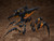 figma Warrior Bug (Starship Troopers: Traitor of Mars) Action Figure figma Warrior Bug (Starship Troopers: Traitor of Mars) Action Figure
