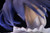 Kazusa Touma (White Album 2) 1/7 PVC Figure Kazusa Touma (White Album 2) 1/7 PVC Figure