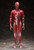 figma Human Anatomical Model Action Figure figma Human Anatomical Model Action Figure