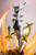 Pokemon Center Original Figure Arceus PVC Figure Pokemon Center Original Figure Arceus PVC Figure