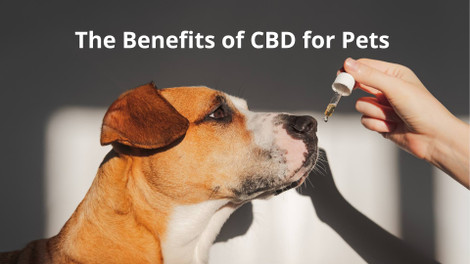 The Benefits of CBD for Pets