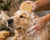 Animal soap