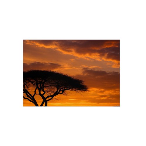 Savanna Sunset Harmony - Foam Board