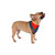 Brave Heart Rising - Pet Bandana